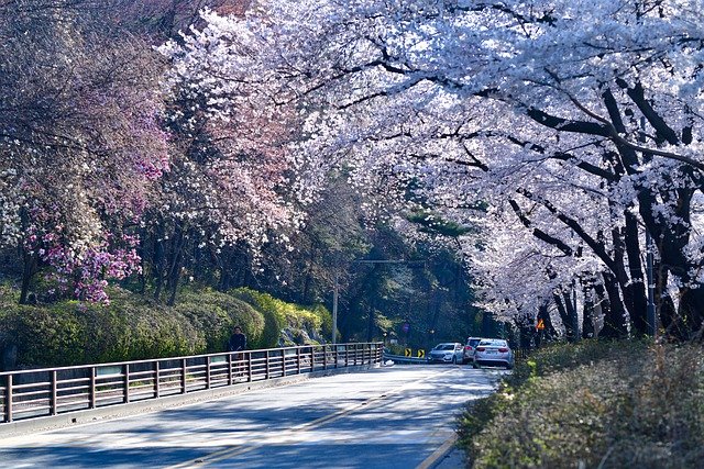 Cherry Blossoms, Road, Trees, Foliage, Flowers, Spring